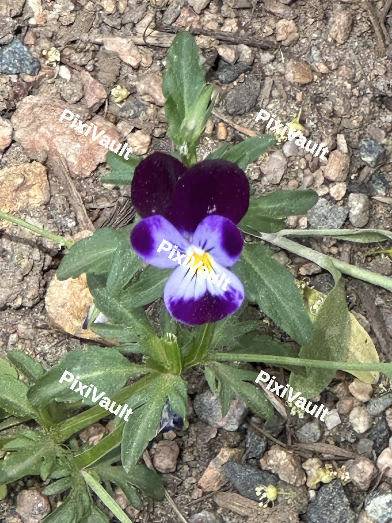 Pansy Flower
